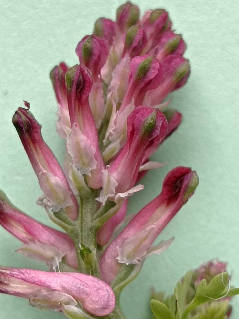 Fleurs de la semaine 13 (du 25 au 31mars).