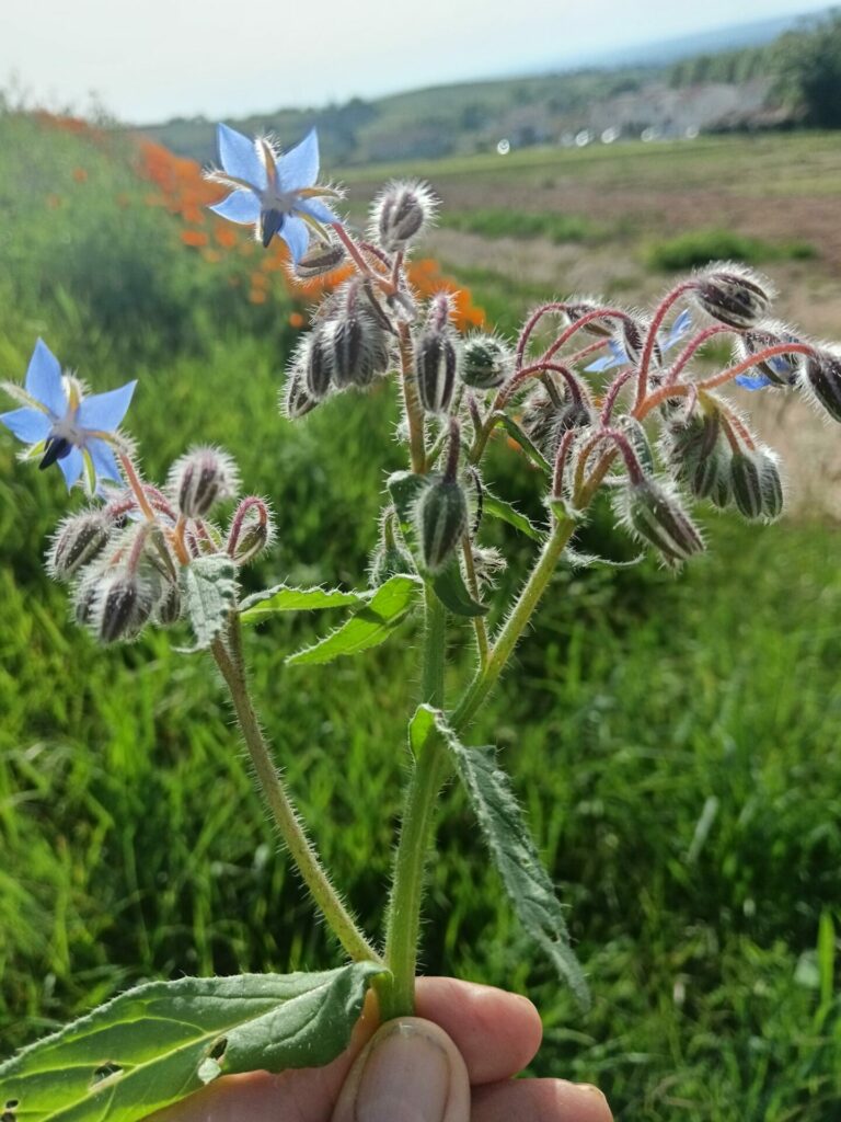 Prévisite marche des cailloux à Fleurie avec Jean-Claude, le 2 mai 2025. Partie 1. Prévisite marche des cailloux à Fleurie avec Jean-Claude, le 2 mai 2025. Partie 1.