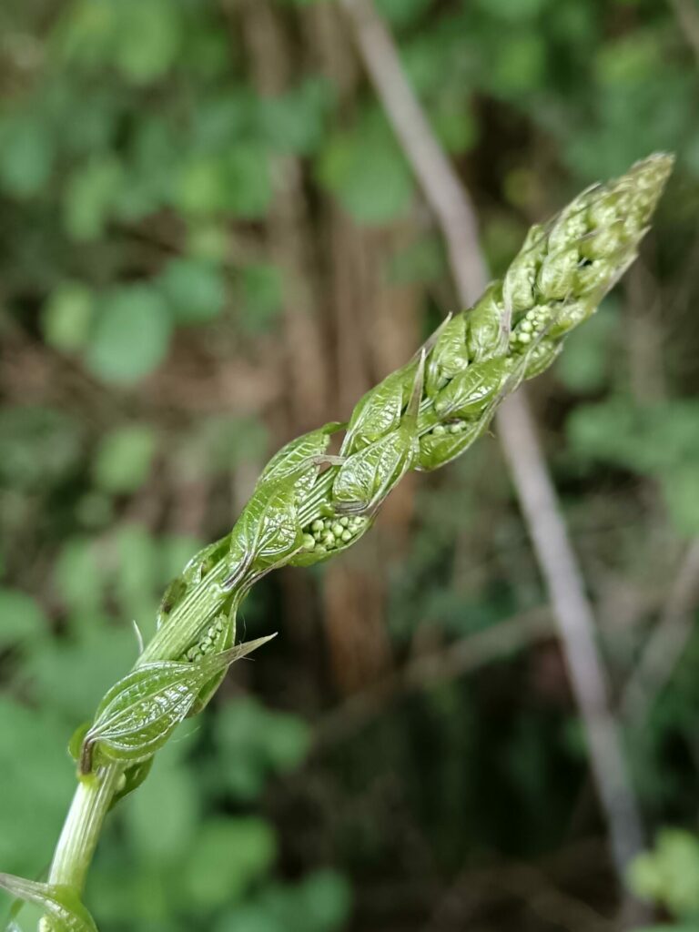 Balade près de la Denante, partie plantes. Balade près de la Denante, partie plantes.