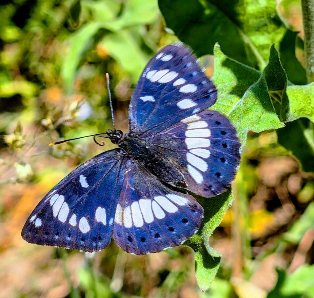 Papillons de Solutré pour Romane