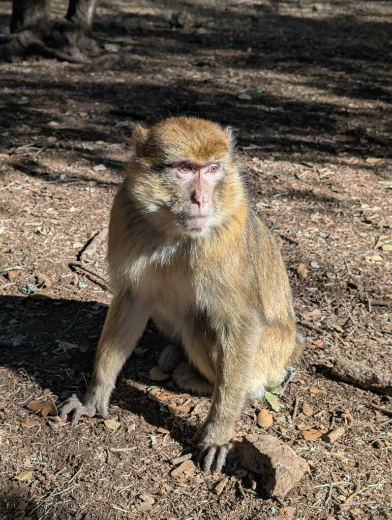 Voyage au Maroc, J3 (24 nov. 25)