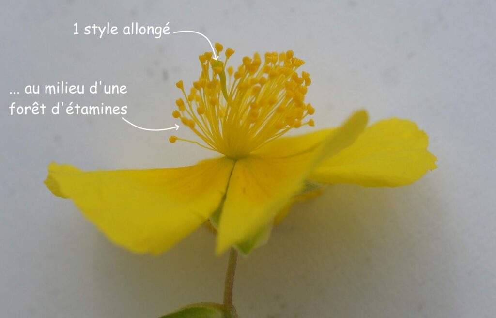Quelques Hélianthèmes (Cistacées)…