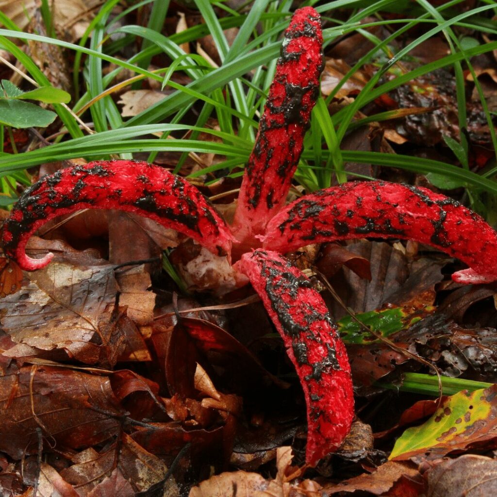 Anthurus d’Archer, l&rsquo;étoile rouge des bois …