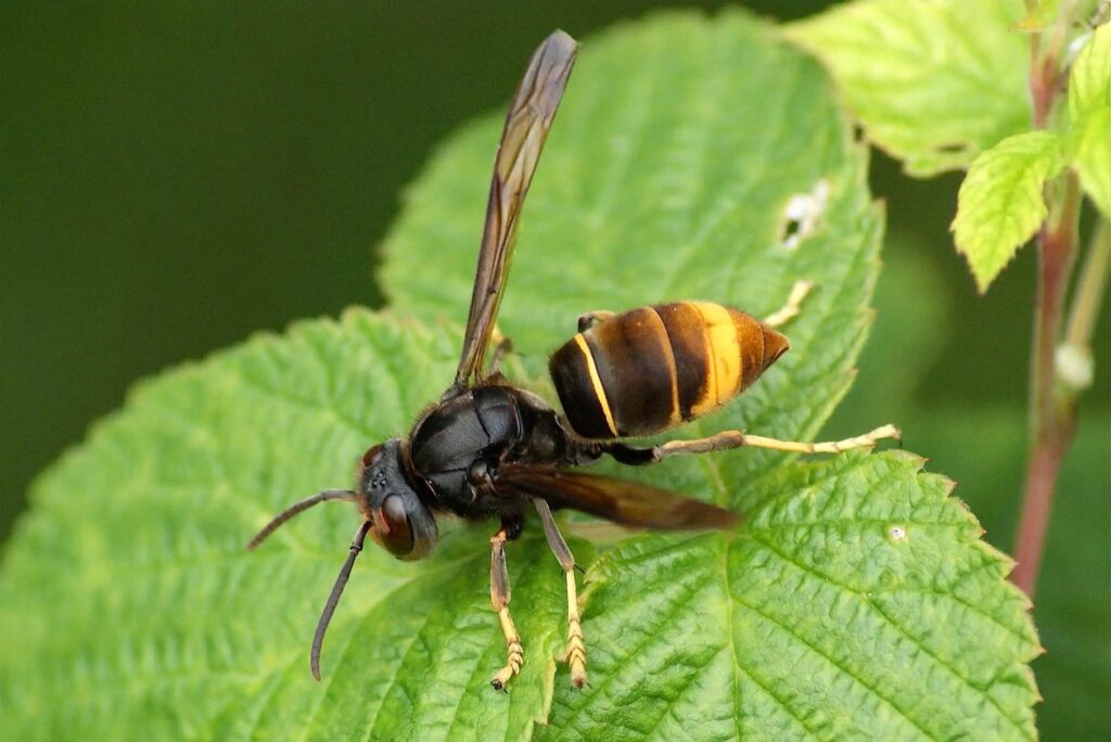 Alerte Frelon asiatique