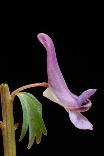 Balade dans les bois de feuillus de Chagniaut Balade dans les bois de feuillus de Chagniaut