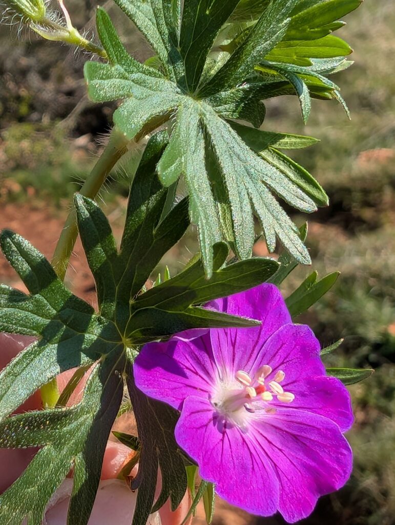 De la bourgogne du soleil à la roche de Vergisson De la bourgogne du soleil à la roche de Vergisson