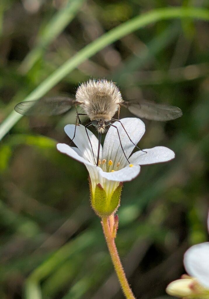 Semaine 16 2026, Roche de Solutré, Partie 1.
