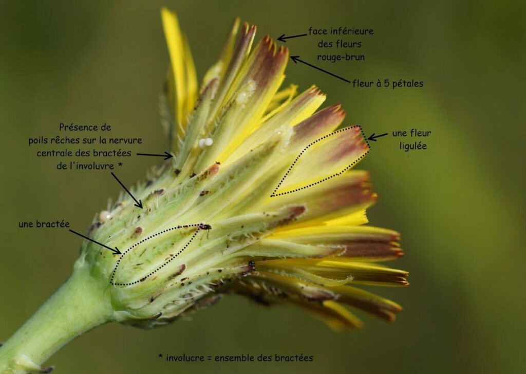 Balade avec Marcellin, forêt de Cluny, 25 mai 26. Balade avec Marcellin, forêt de Cluny, 25 mai 26.